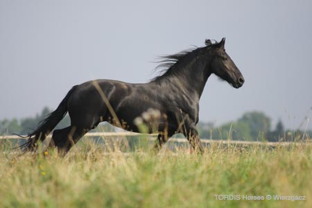 2009_08_Tordis_Horses2_073