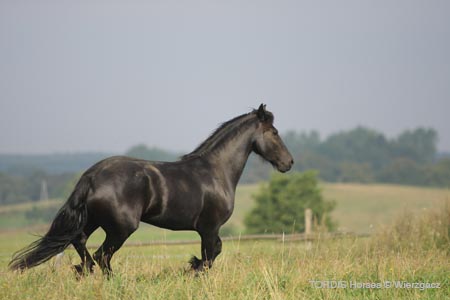 2009_08_Tordis_Horses2_076