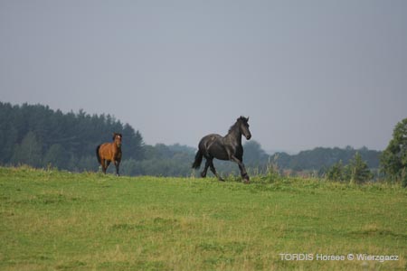 2009_08_Tordis_Horses2_078