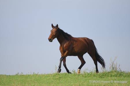 2009_08_Tordis_Horses2_080
