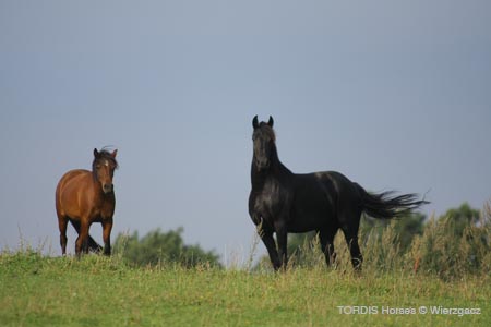 2009_08_Tordis_Horses2_082