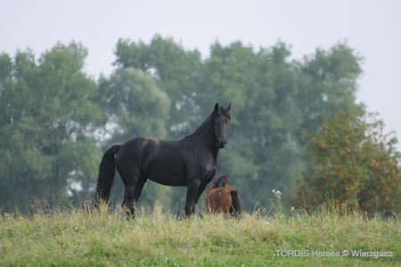 2009_08_Tordis_Horses2_083
