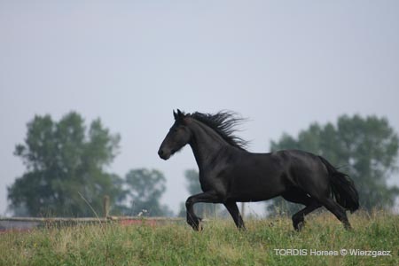 2009_08_Tordis_Horses2_084