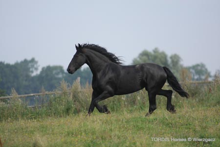 2009_08_Tordis_Horses2_085