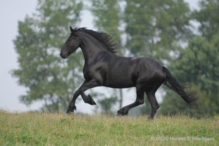 2009_08_Tordis_Horses2_086