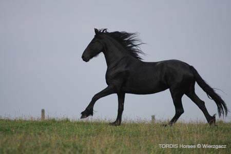 2009_08_Tordis_Horses2_087