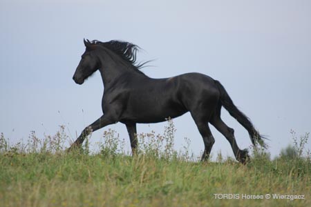 2009_08_Tordis_Horses2_088