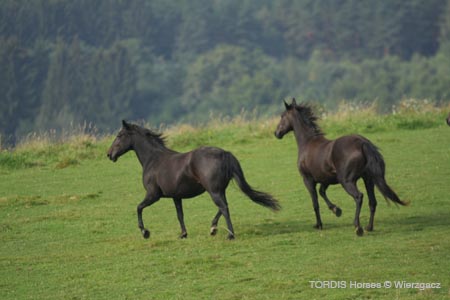 2009_08_Tordis_Horses2_089