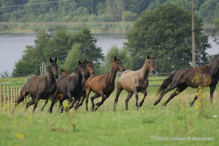 2009_08_Tordis_Horses2_091