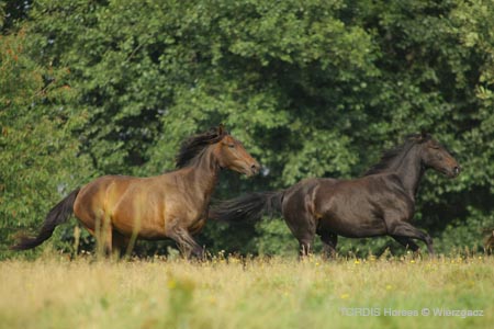 2009_08_Tordis_Horses2_092