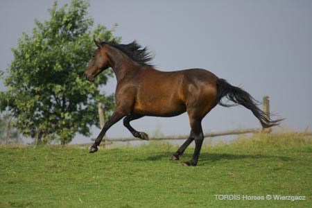 2009_08_Tordis_Horses2_093