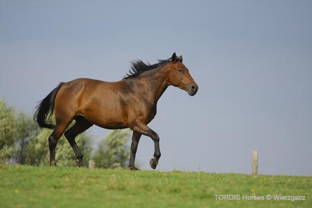 2009_08_Tordis_Horses2_094