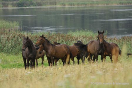 2009_08_Tordis_Horses2_099