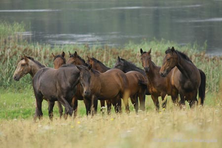2009_08_Tordis_Horses2_100
