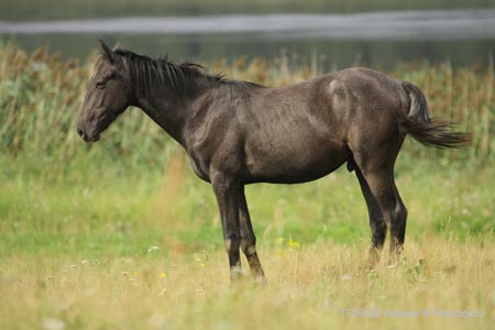 2009_08_Tordis_Horses2_104