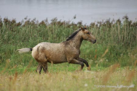 2009_08_Tordis_Horses2_109