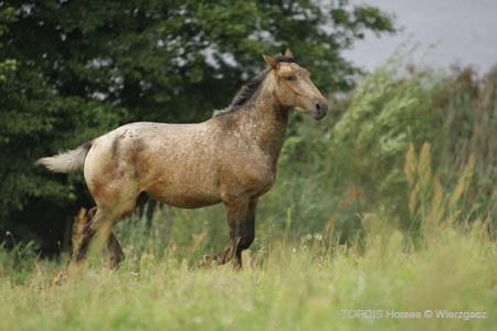 2009_08_Tordis_Horses2_110
