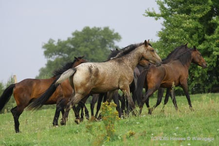 2009_08_Tordis_Horses2_111