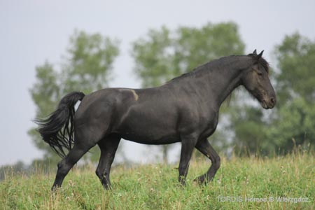 2009_08_Tordis_Horses2_112