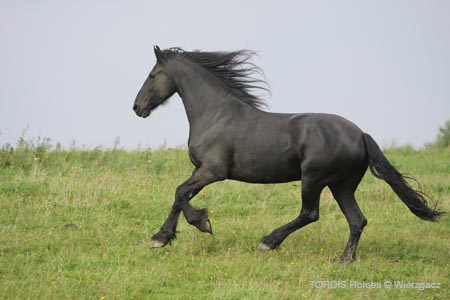 2009_08_Tordis_Horses2_113