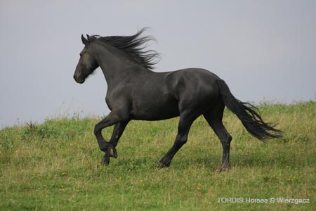 2009_08_Tordis_Horses2_115