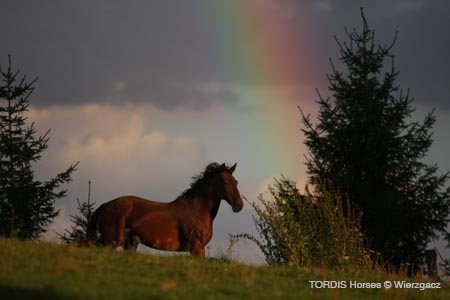 2009_08_Tordis_Horses2_118
