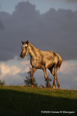 2009_08_Tordis_Horses2_119
