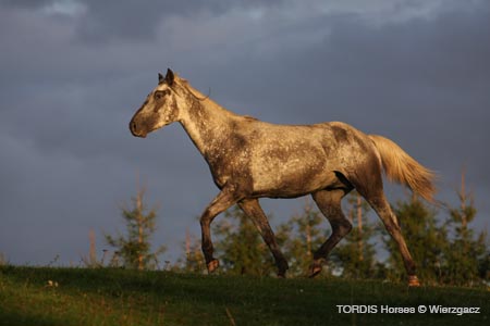 2009_08_Tordis_Horses2_121