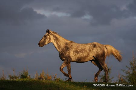 2009_08_Tordis_Horses2_122
