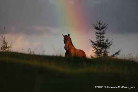 2009_08_Tordis_Horses2_123