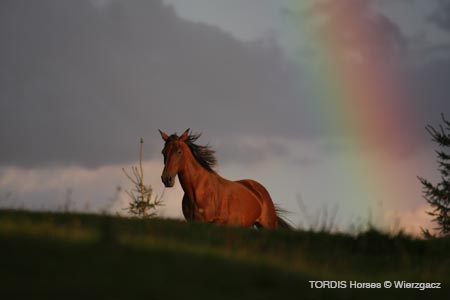 2009_08_Tordis_Horses2_124