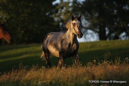 2009_08_Tordis_Horses2_128