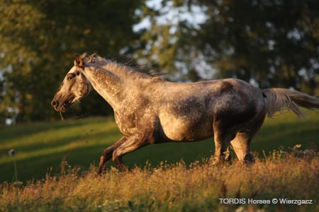 2009_08_Tordis_Horses2_129