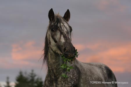 2009_08_Tordis_Horses2_131