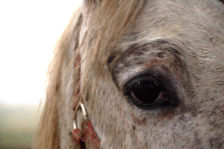 DSC_0450438aM.MrozTroj0008