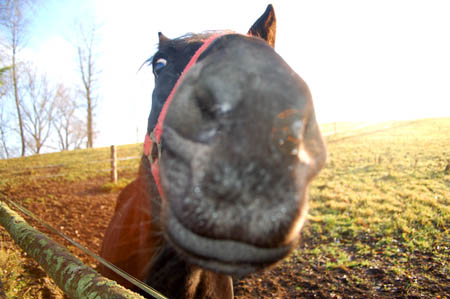 DSC_0661610aM.MrozOrio0022