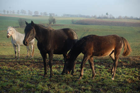 DSC_0753698M.MrozTroja0028