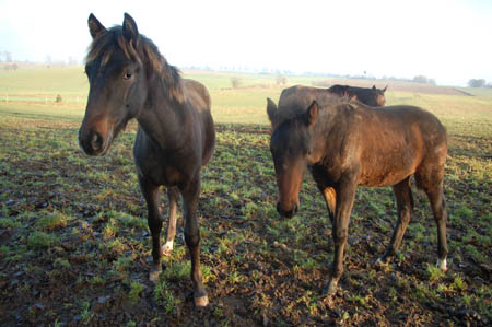 DSC_0781726M.Mroz84Bar0030