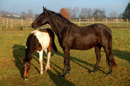 DSC_0885350bM.MrozBrav0042