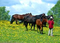 Reiturlaub in Westpommern