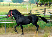 Tordis Ogiery