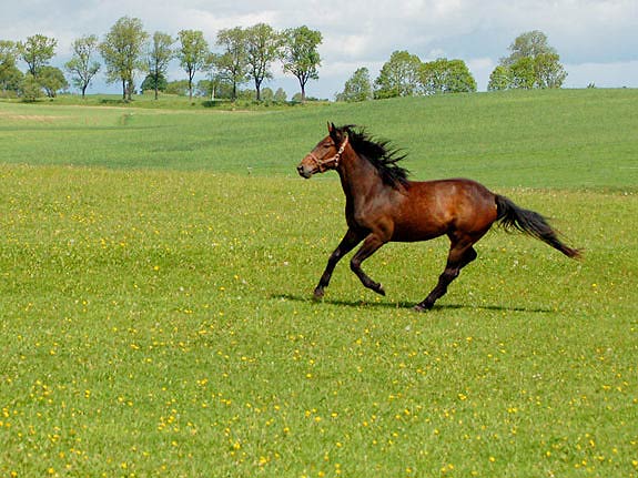TORDIS Freizeithengste - TORDIS Zodiak