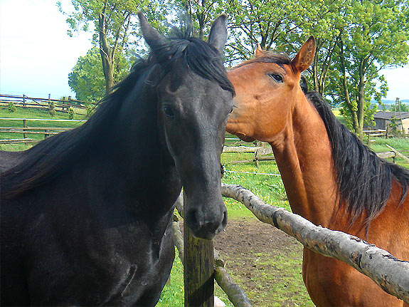 Hengst TORDIS Zaiks Zorro