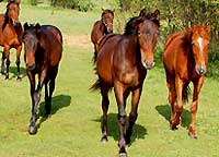 Tordis Agava