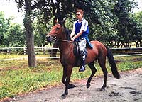 konie rekreacyjne kłusaki