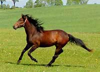 Tordis Zodiak