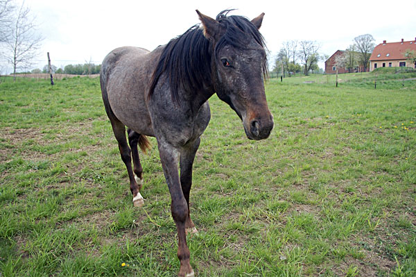 Freizeitpferd TORDIS Baron