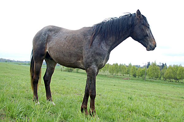 Freizeitpferd TORDIS Baron