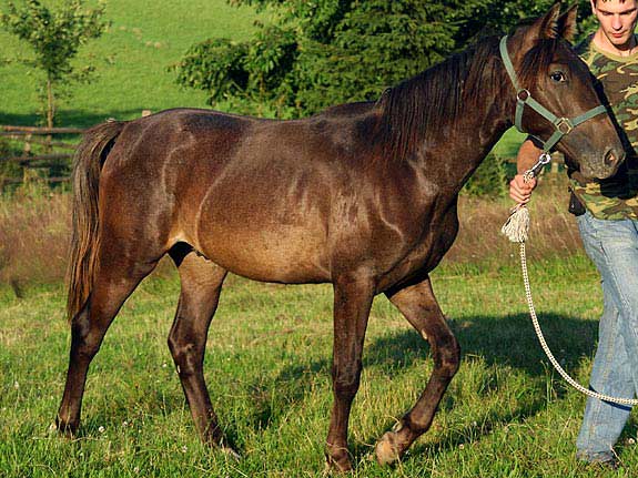 Freizeitpferd TORDIS Baron