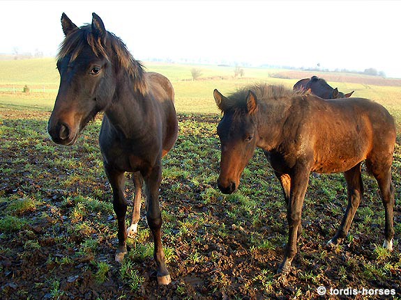 Freizeitpferd TORDIS Baron